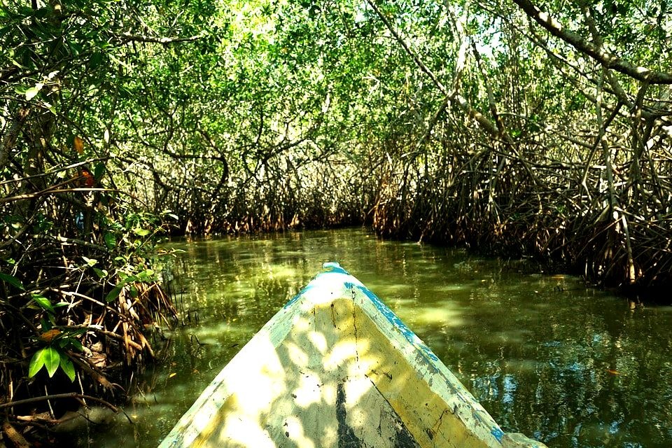 Mangrove Swamps Colombia