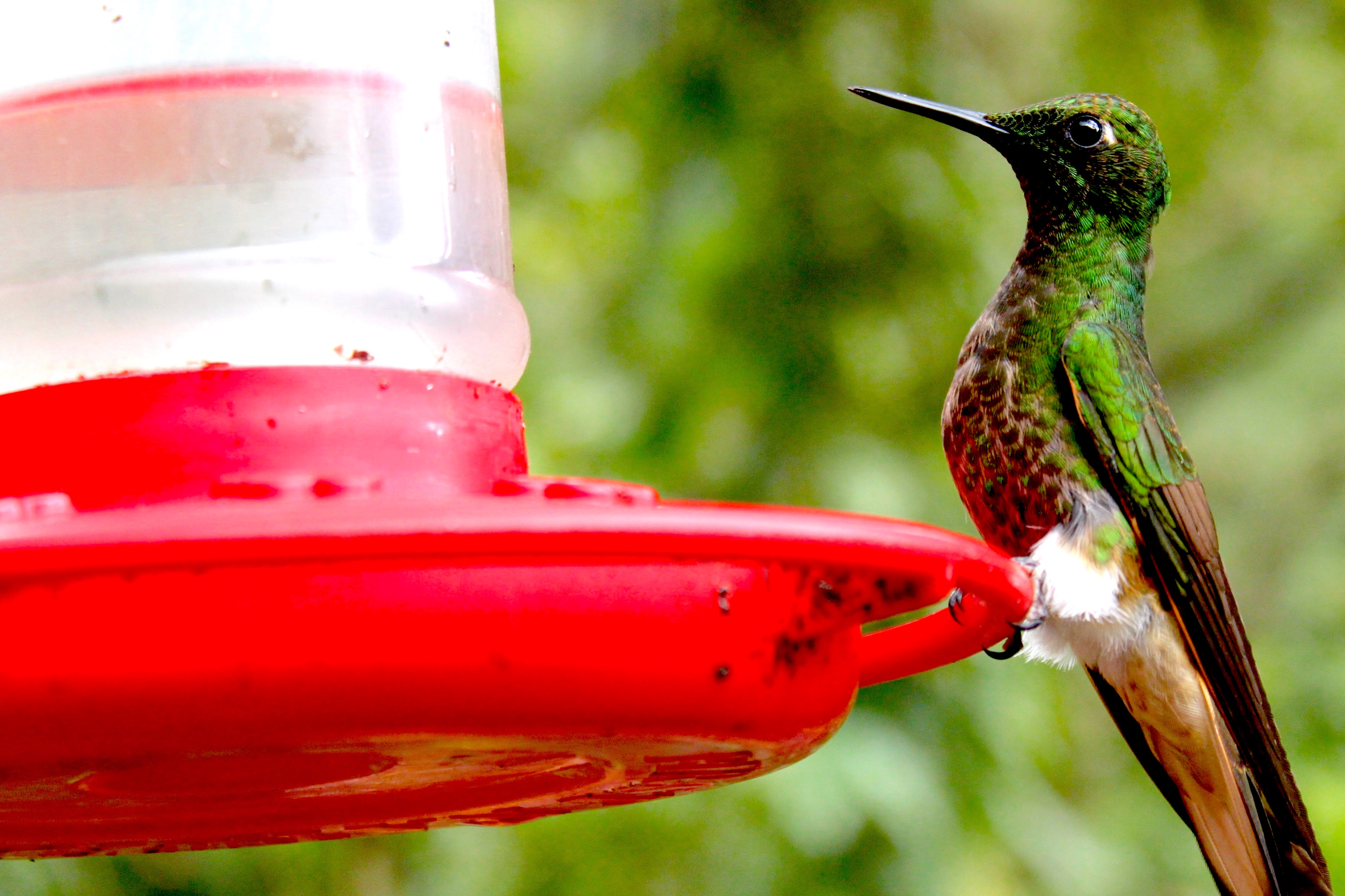 Hummingbird in Solento Colombia