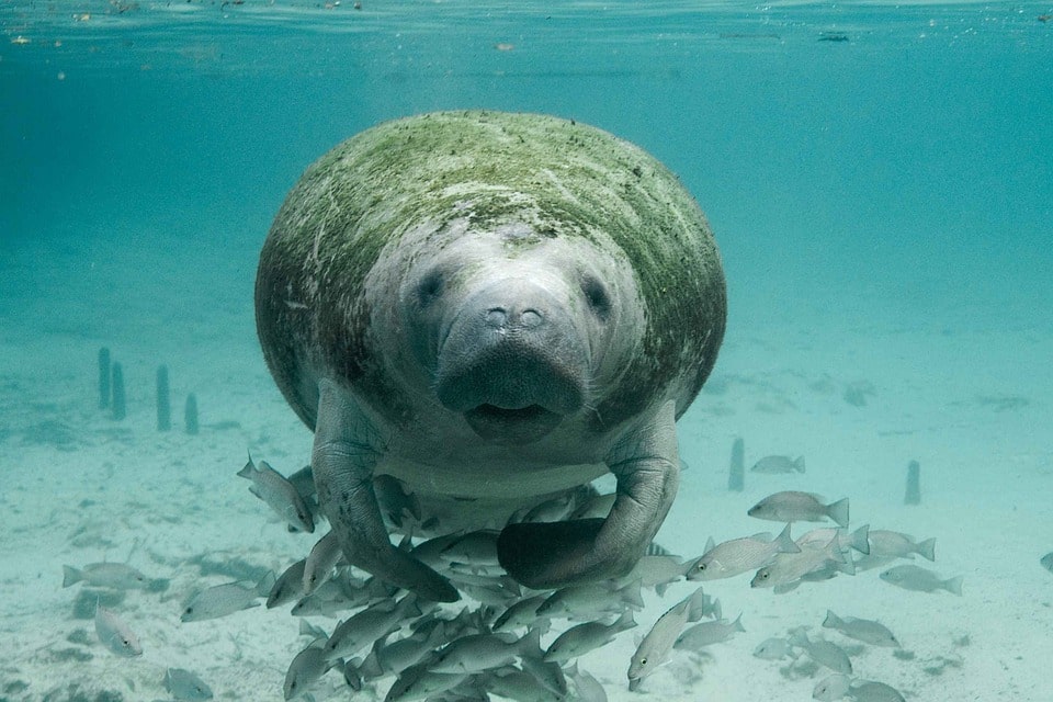 Seeing animals is one of many Puerto Rico tours