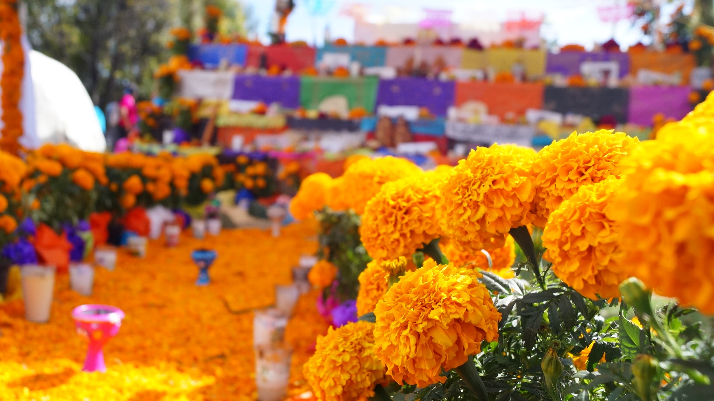 colorful buildings and yellow flowers at medellin flower festival colombia