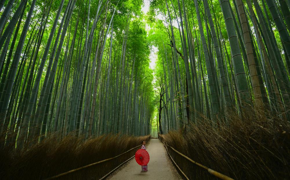 Bamboo Forest Kyoto Must Do Japan