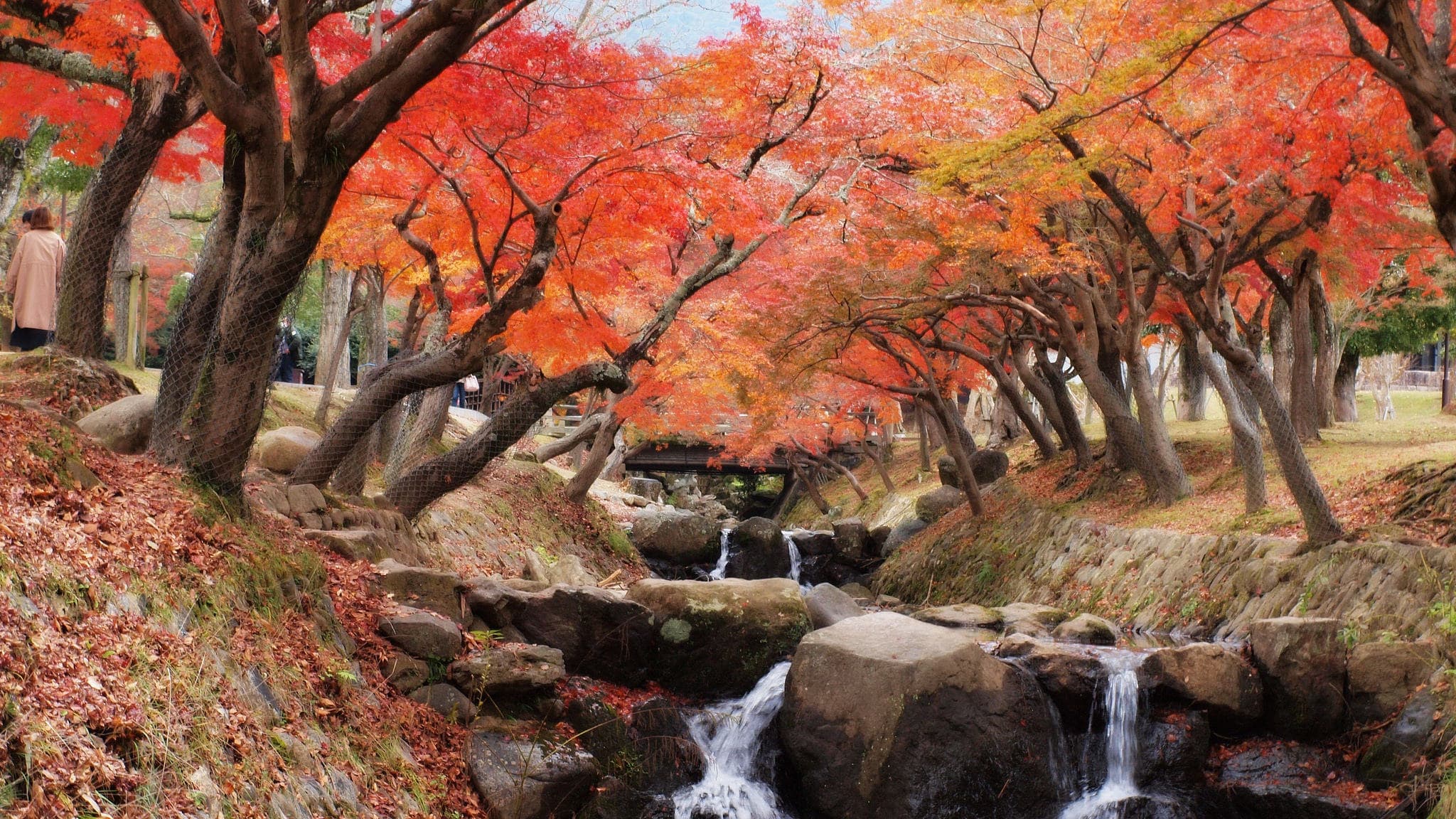 Nara Park