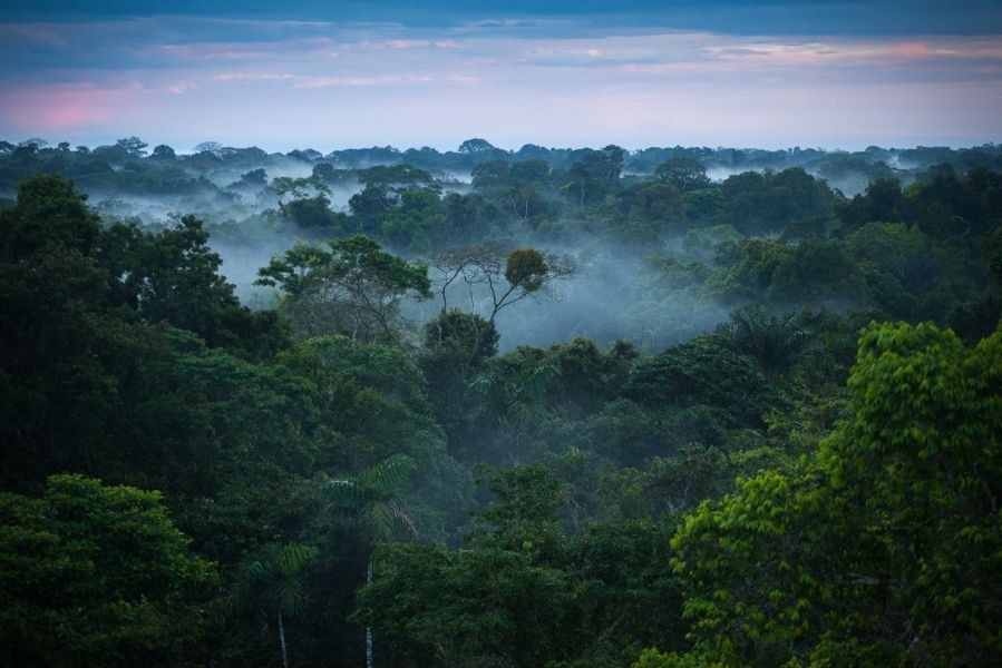 Amazon Jungle Colombia