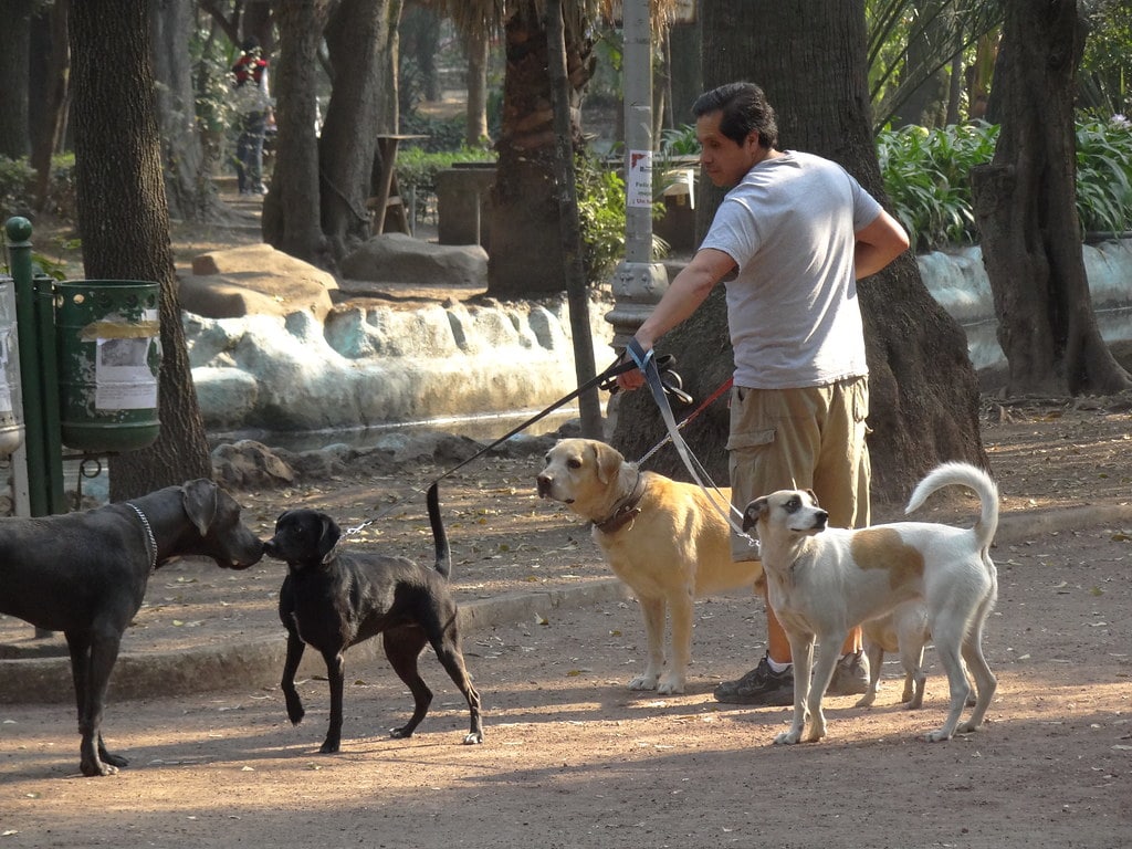 A fun thing to do in Mexico City is dog watch in Parque Mexico