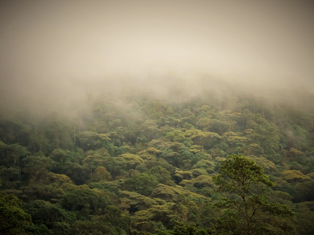 Cloud forest is one of the best Colombia tourist attractions