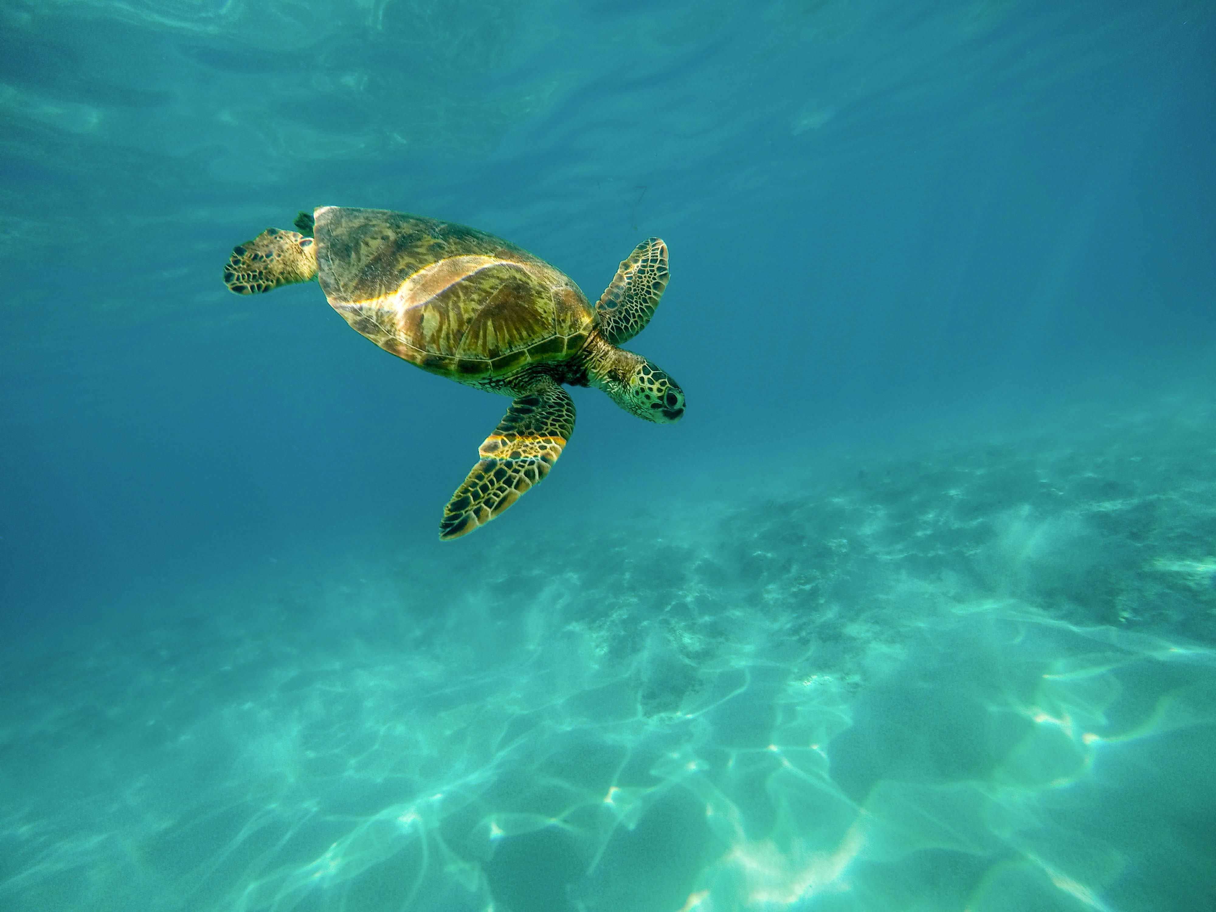 Sea turtles Things to do in Puerto Rico