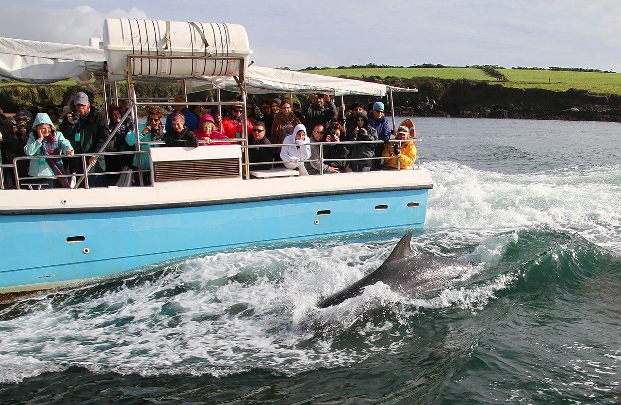 Looking for Fungie the dolphin is one of the best things to do in Dingle Ireland