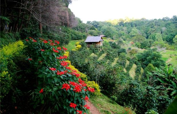 Crawling through the coffee farms is one of many Puerto Rico tours