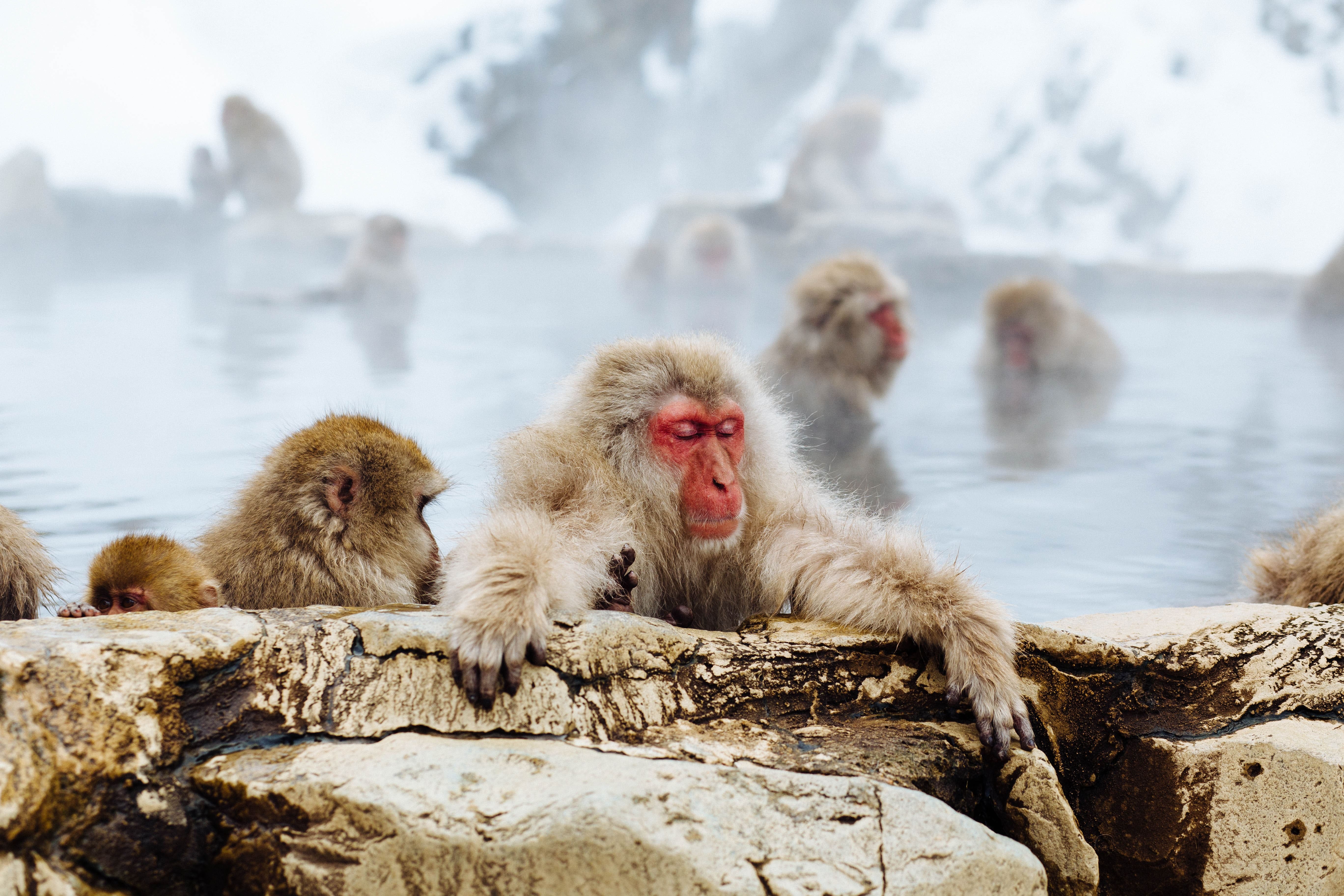 Spa with snow monkeys in the best places to visit in Japan