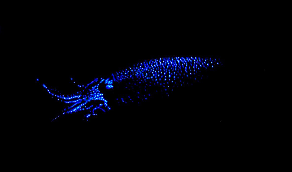 Firefly squid in Japan