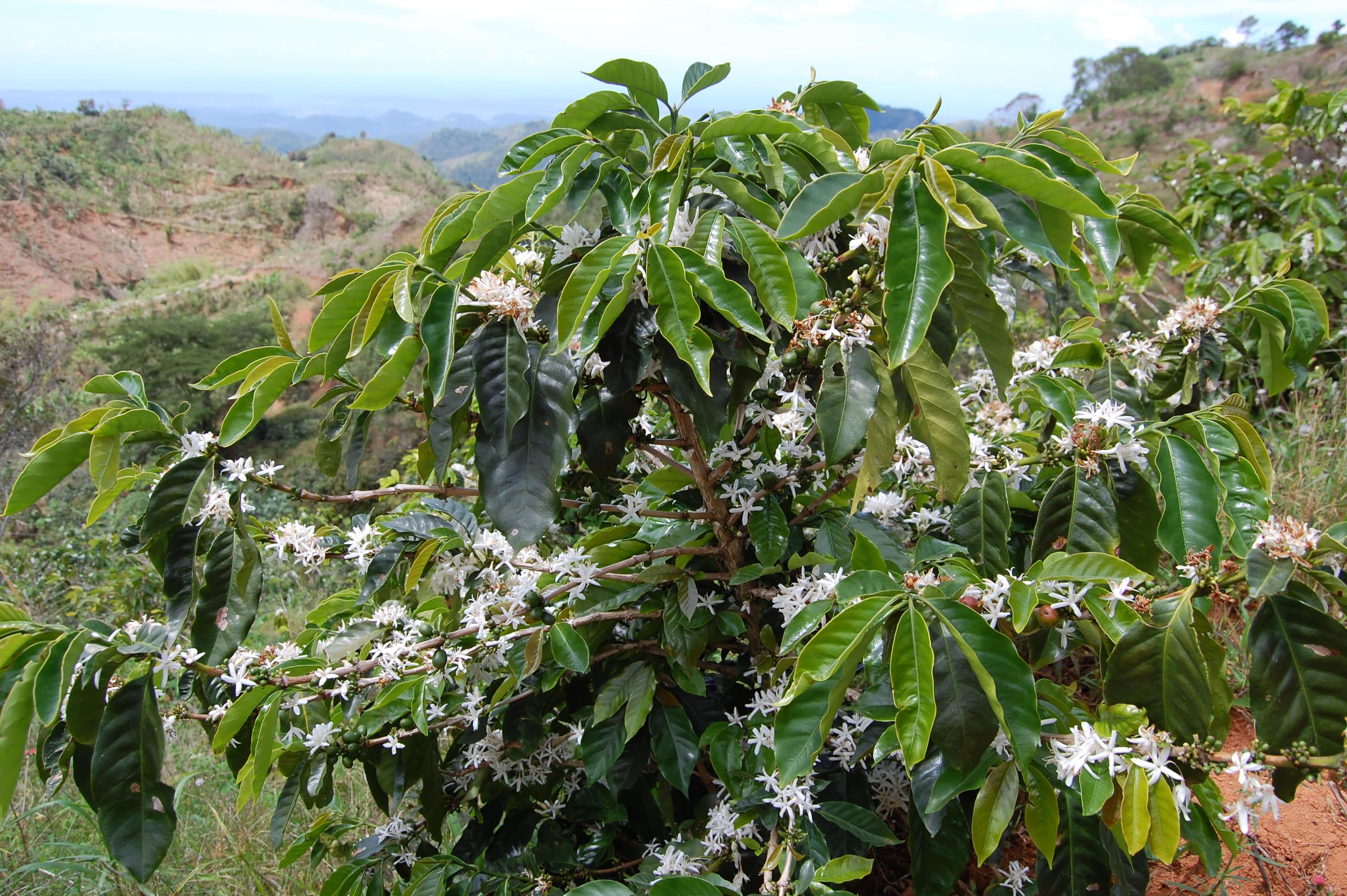 Coffee Plantation is a recommendation from TripAdvisor Puerto Rico