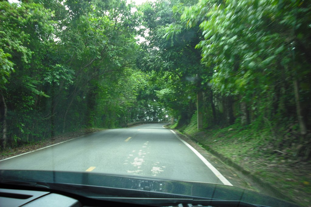 You must drive to El Yunque, Puerto Rico's rainforest