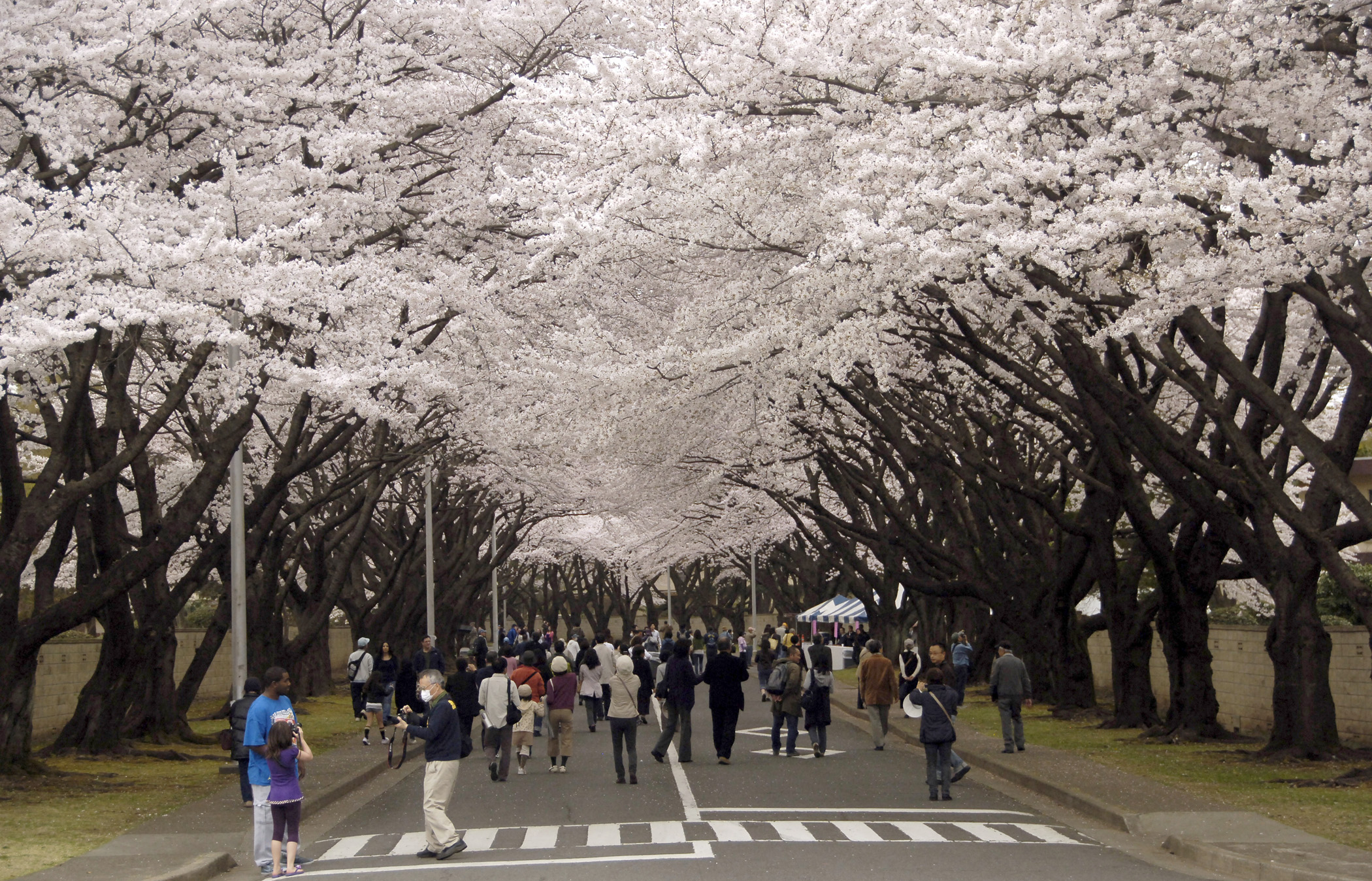 Best Thing About April in Japan? The Festivals!